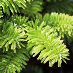 Balsam