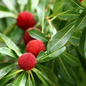 Bayberry