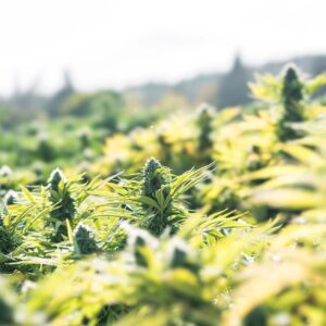 Cannabis & Exotic Hemp