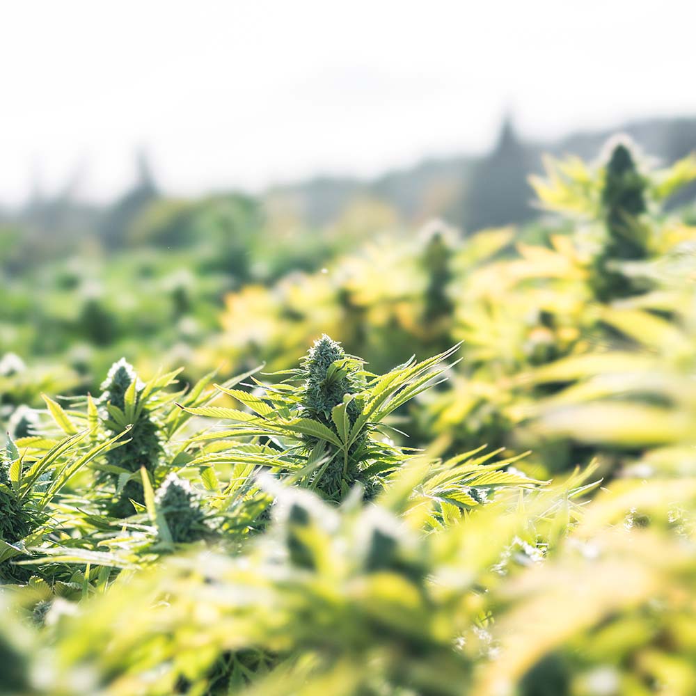 Cannabis & Exotic Hemp
