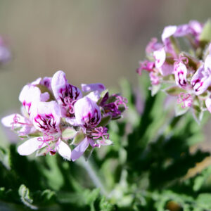 Citronella