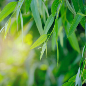 Eucalyptus