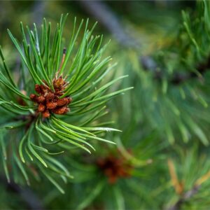 Fresh Spruce Garland