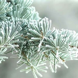 Frozen Pine
