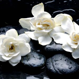 Gardenia