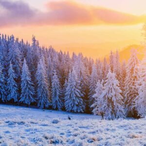 Holiday Frost