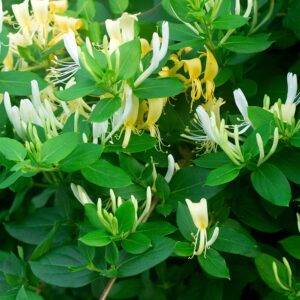 Honeysuckle