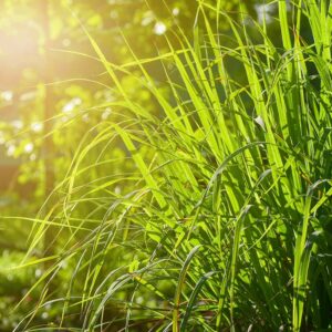 Lemongrass Sage