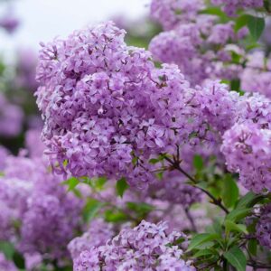 Lilac