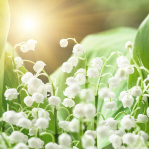 Lily Of Valley