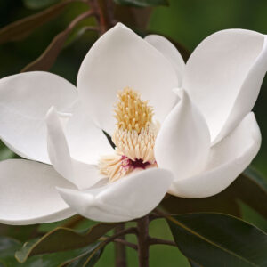 Magnolia
