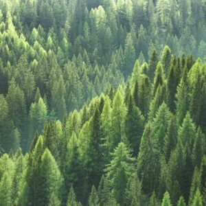 Pine Needle