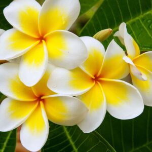 Plumeria