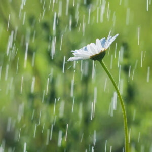 Rain Scent
