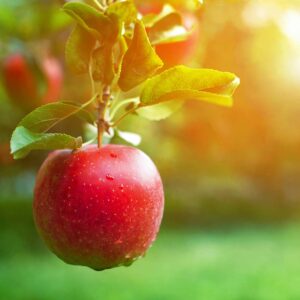 Red Apple Peel