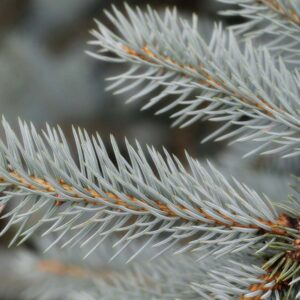 Silver Fir