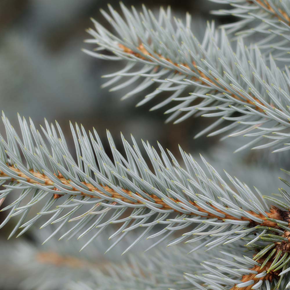 Silver Fir
