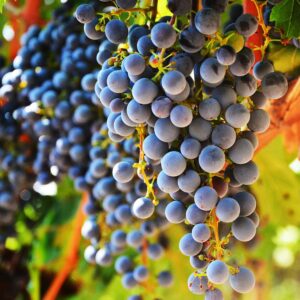 Sonoma Grape