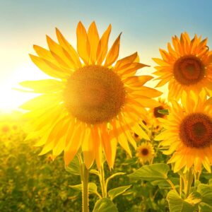 Sunflowers & Sunshine