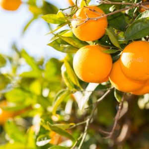 Tahitian Orange & Musk
