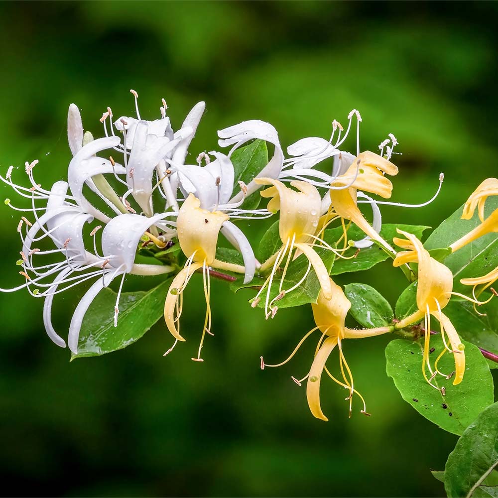 Wild Honeysuckle BBW Type
