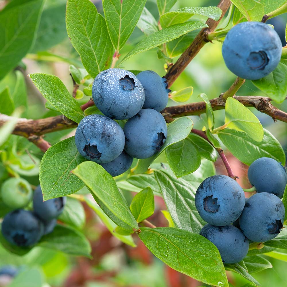 Wild Maine Blueberry