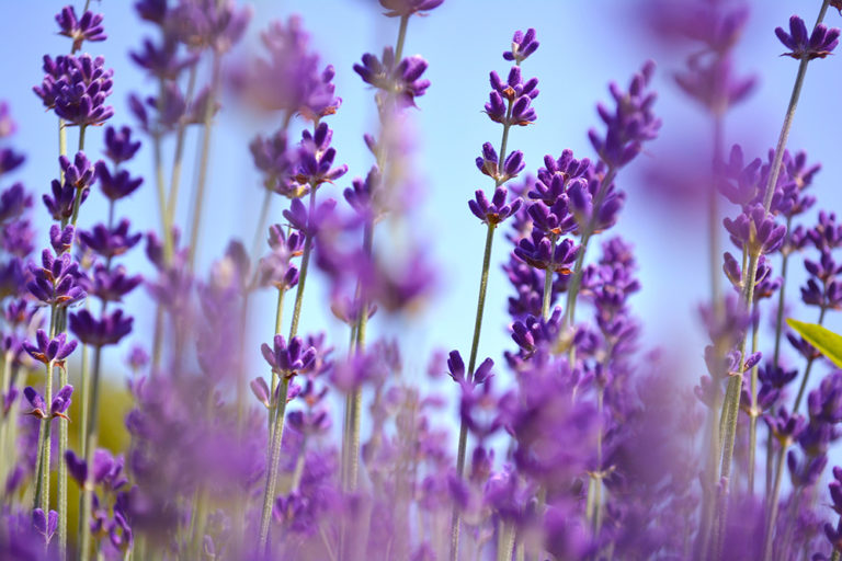 Ignite Your Senses: Exploring Vanilla, Lavender, and Fruity Candle Fragrances