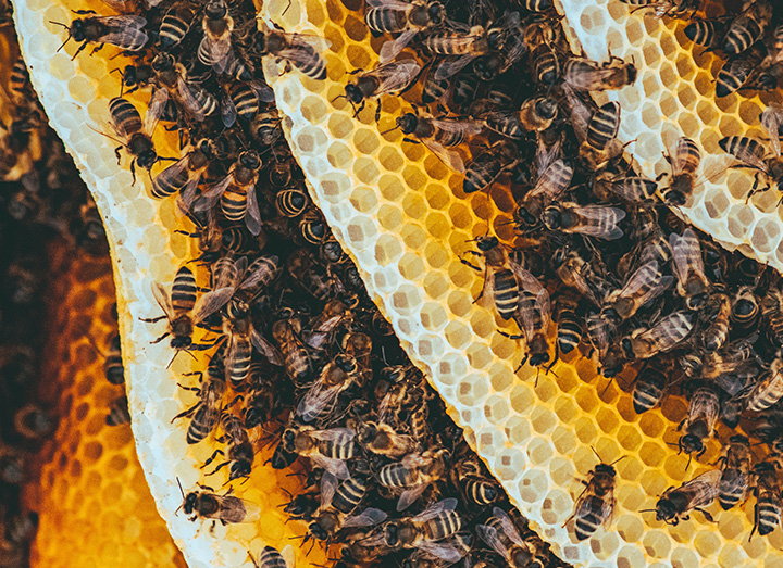 How to Make Beeswax Candles