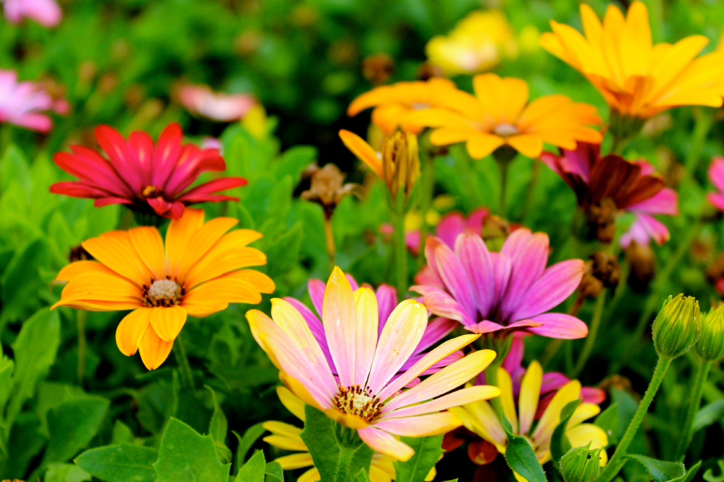 Spring