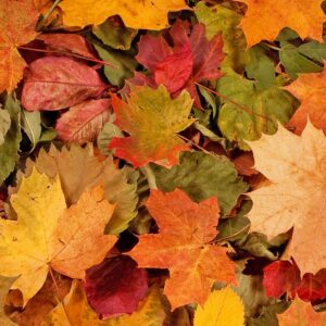 Autumn Leaves