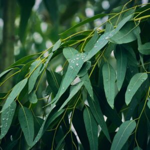 BBW Type Eucalyptus Spearmint
