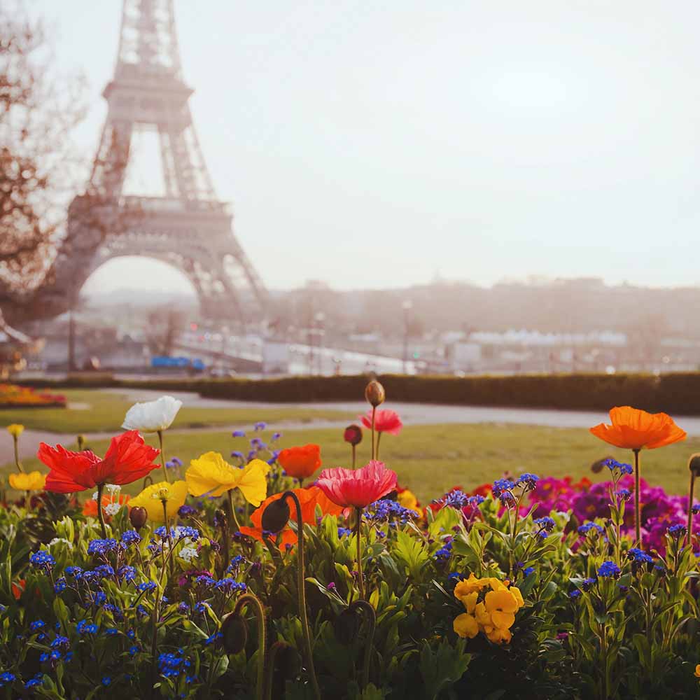 BBW Type Paris Amour
