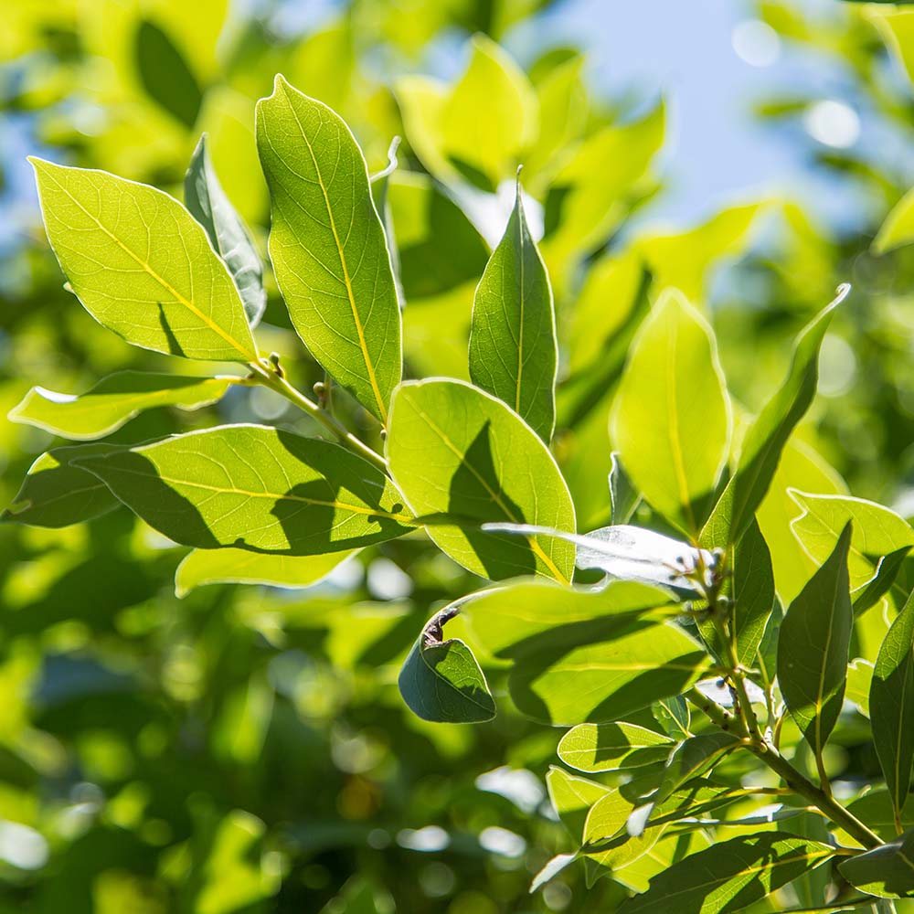 Bay Laurel