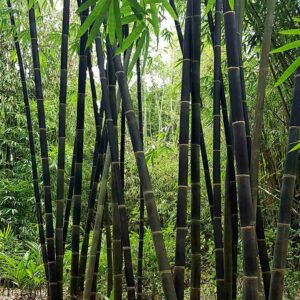Black Bamboo