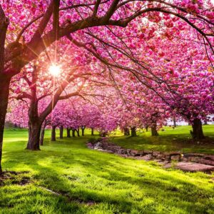 Cherry Blossom BBW Type