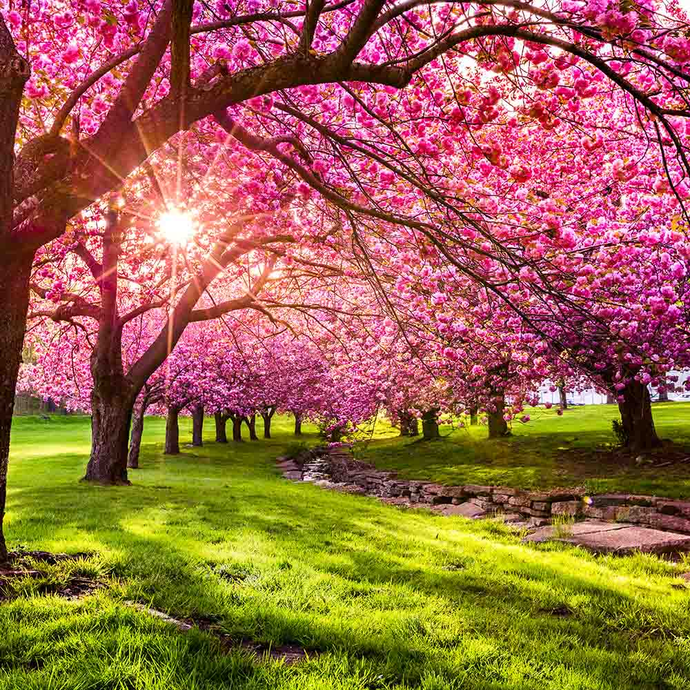 Cherry Blossom BBW Type