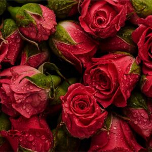 Fresh Cut Roses Yankee Type