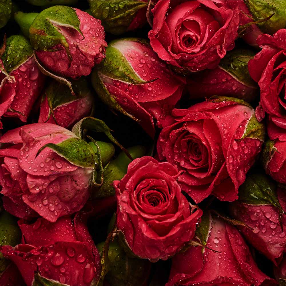 Fresh Cut Roses Yankee Type