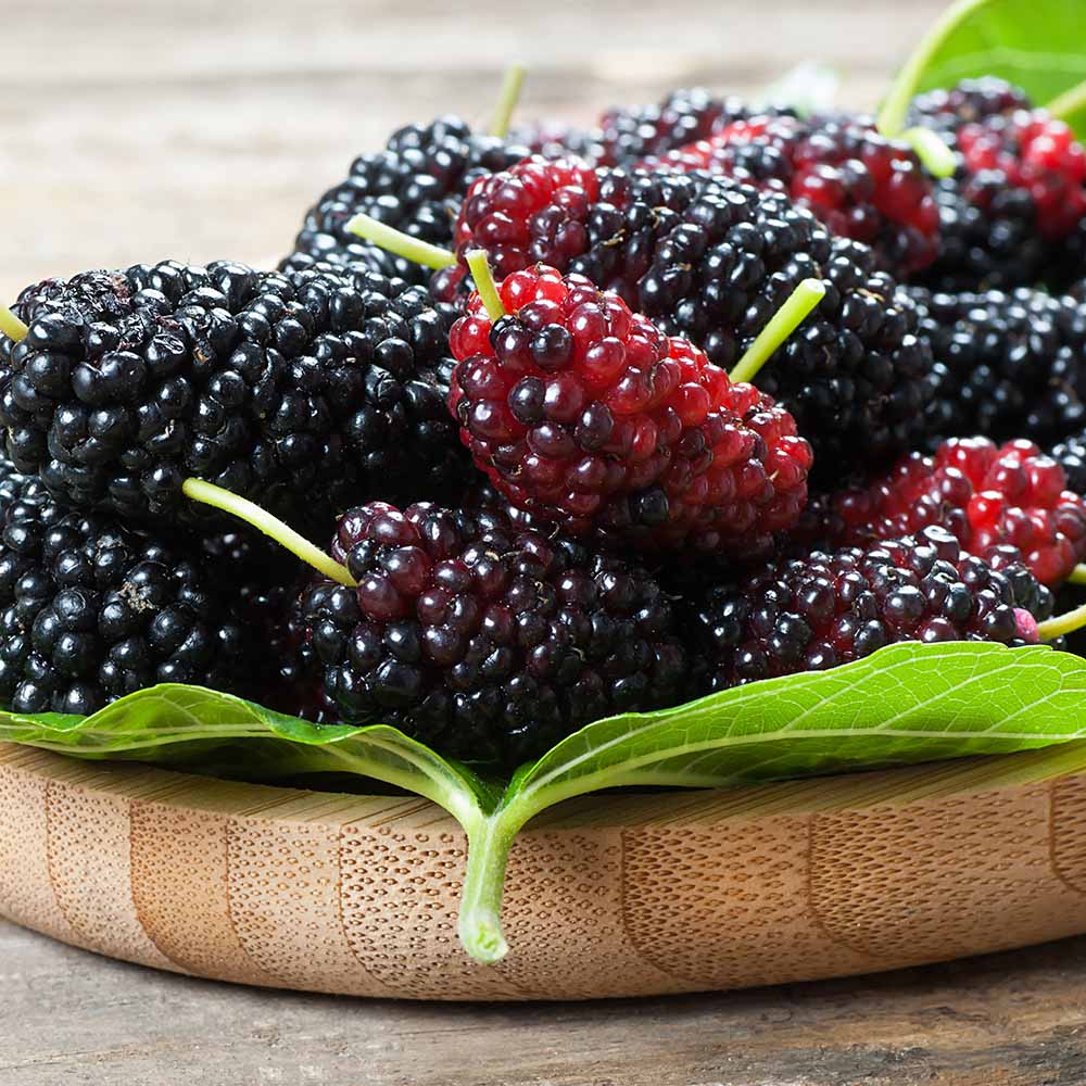 Mulberry