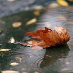 November Rain Yankee Type