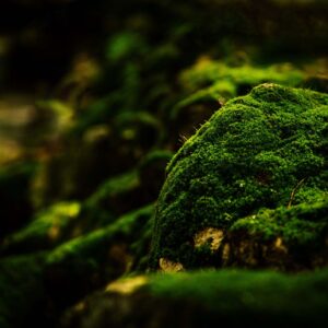 Oak Moss