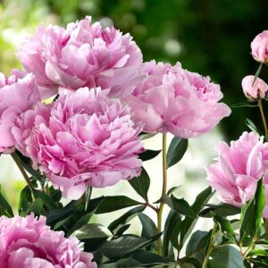 Peonies in Springtime