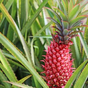 Red Pineapple