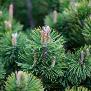 Scotch Pine