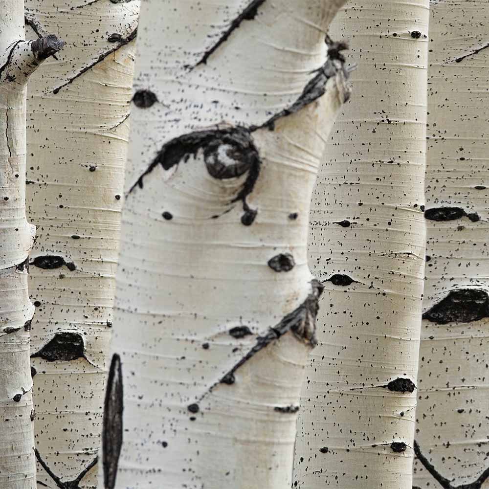 Smoked Birch