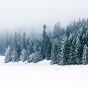 Winter Woods