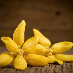 Ylang & Amber
