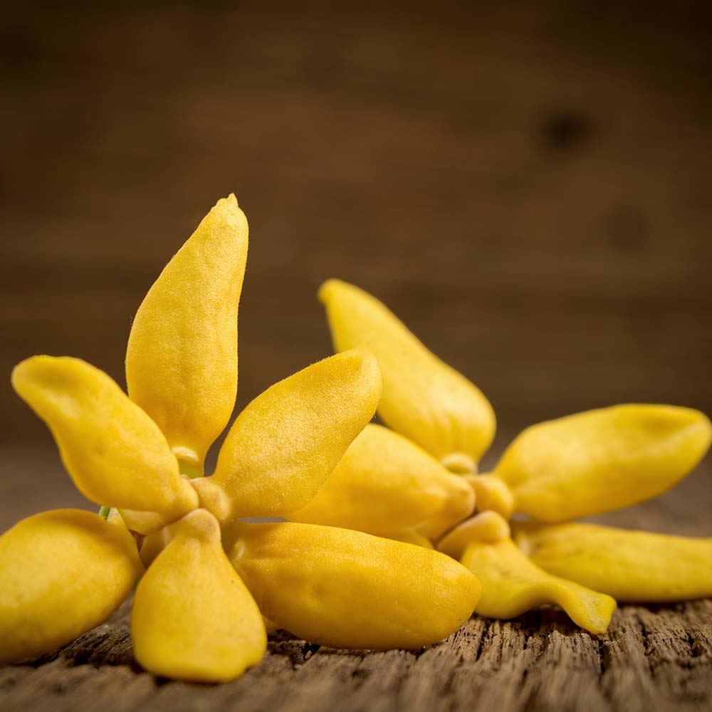 Ylang & Amber
