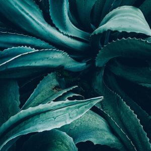 Agave Nectar