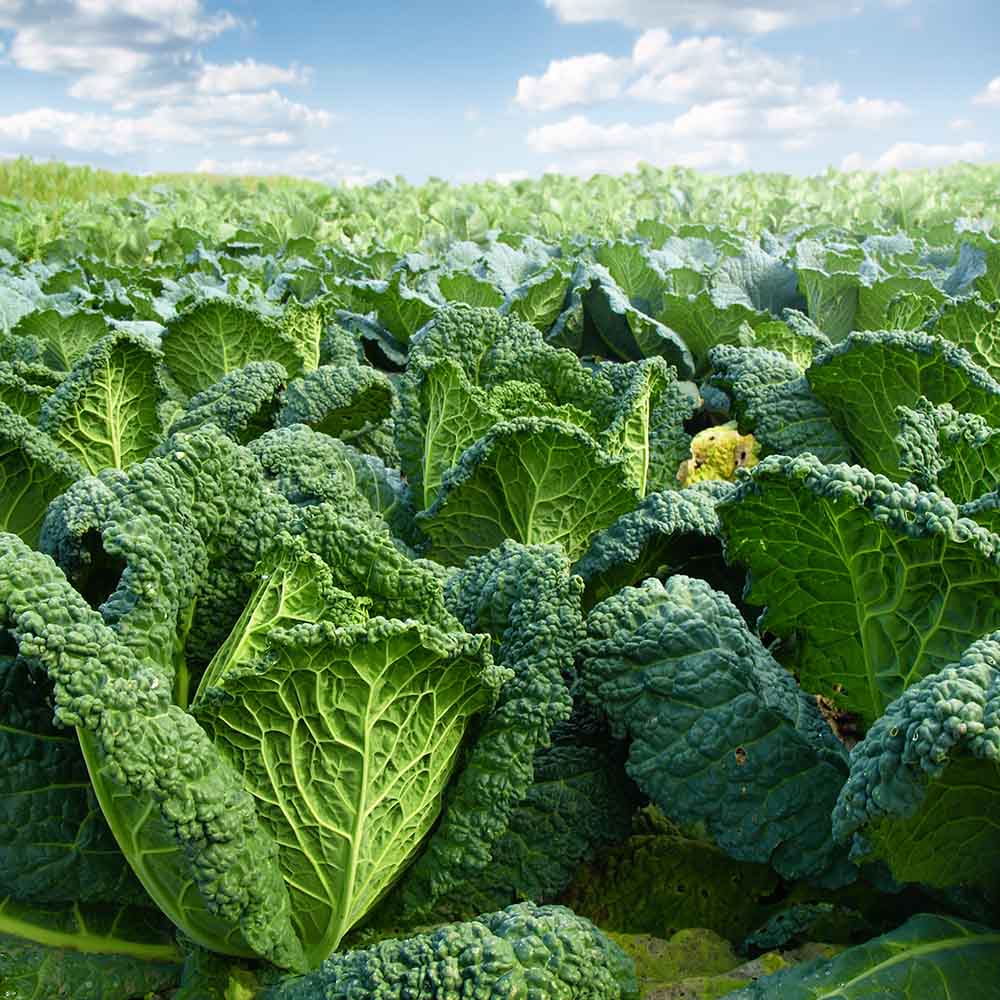 Coastal Kale Fragrance Oil